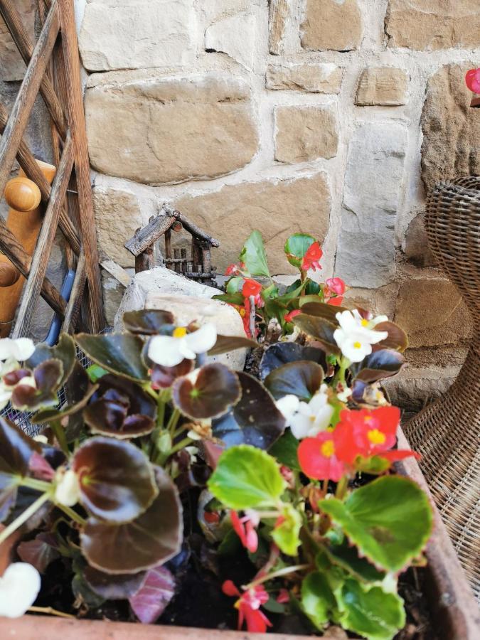 Casa Phoenix Appartamento Piano Terra Immerso Nel Verde A Pochi Minuti Dalla Ciclabile Pieve di Cadore Extérieur photo